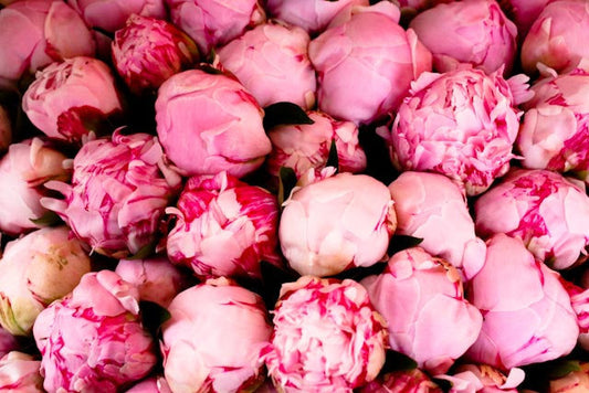 Pink Peonies in Southern France - Every Day Paris